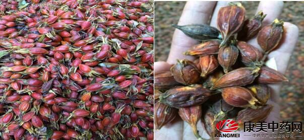 干栀子价格最新动态，深入探讨与了解干栀子最新价格走势